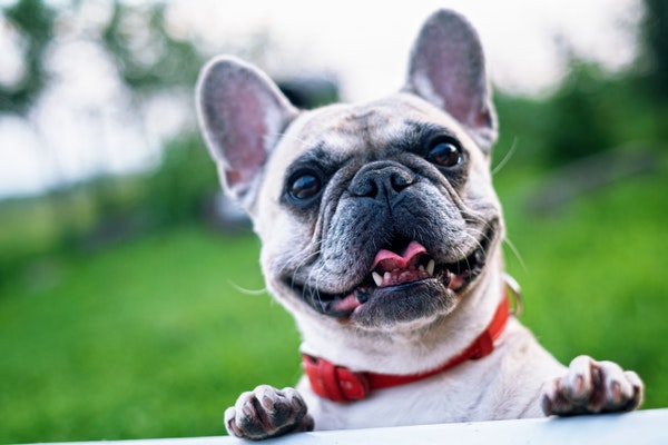adorable-animal-bull-160846