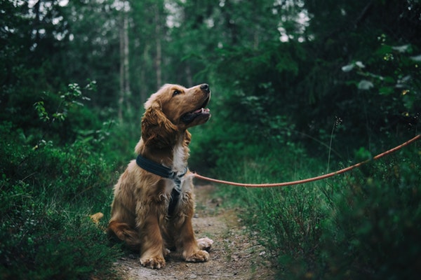 adorable-animal-canine-1254140