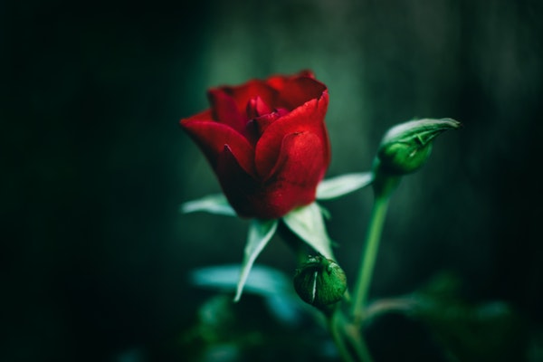 beautiful-beauty-bloom-791845