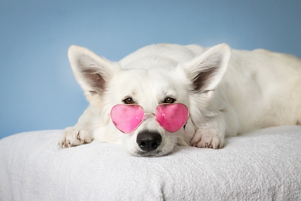 medium-short-coated-white-dog-on-white-textile-2607544-1