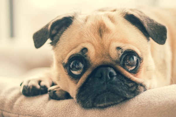 跪舔为何得不到爱情？如何避免成为恋爱中的舔狗