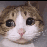 99句让少女心爆炸的撩妹配表情包