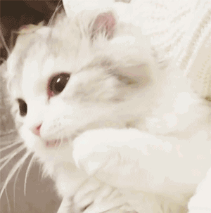 99句让少女心爆炸的撩妹配表情包